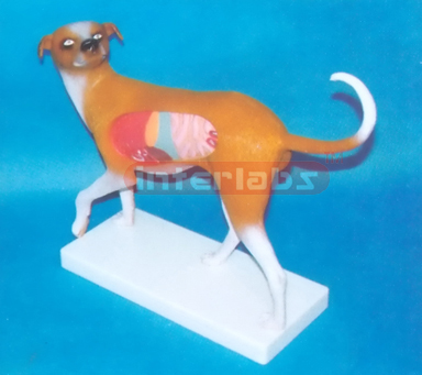 DOG ANATOMICAL MODEL